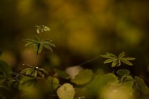 Przytulia wonna (Galium odoratum)