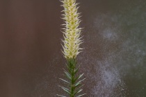 Widłak jałowcowaty (Lycopodium annotinum)