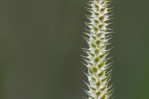 Widłak jałowcowaty (Lycopodium annotinum)