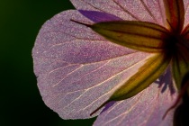 Bodziszek łąkowy (Geranium pratense)