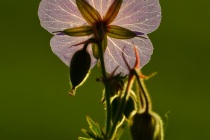 Bodziszek łąkowy (Geranium pratense)