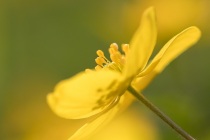 Zawilec żółty (Anemone ranunculoides)