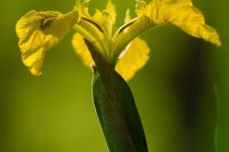 Kosaciec żółty (Iris pseudacorus)