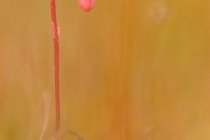 Żurawina błotna (Oxycoccus palustris Pers.)