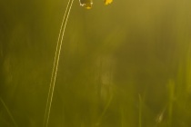 Pierwiosnek lekarski (Primula veris)