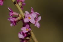 Wawrzynek wilczełyko (Daphne mezereum L.)