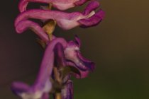 Kokorycz pusta (Corydalis cava)