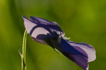 Fiołek leśny (Viola reichenbachiana)