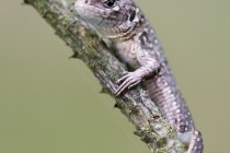 Jaszczurka żyworodna (Zootoca vivipara)