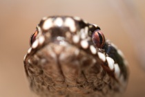 Żmija zygzakowata (Vipera berus)