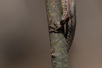Jaszczurka żyworodna, żyworódka (Zootoca vivipara)