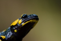 Salamandra plamista (Salamandra salamandra)