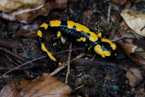 Salamandra plamista (Slamandra salamandra)