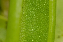 Tłustosz pospolity (Pinguicula vulgaris L.)