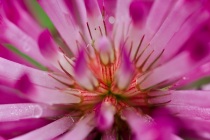 Koniczyna (Trifolium)