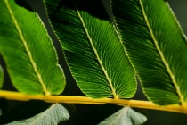 Długosz królewski (Osmunda regalis L.)