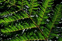 Długosz królewski (Osmunda regalis L.)