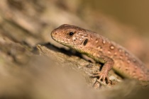 Jaszczurka zwinka (Lacerta agilis)