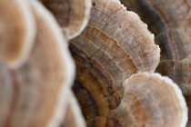 Wrośniak różnobarwny (Trametes versicolor)