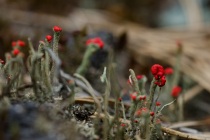 Chrobotek (Cladonia)