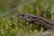 Jaszczurka zwinka (Lacerta agilis)