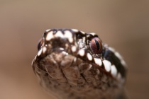 Żmija zygzakowata (Vipera berus)