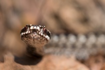 Żmija zygzakowata (Vipera berus)