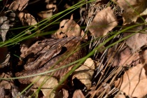 Żmija zygzakowata (Vipera berus)