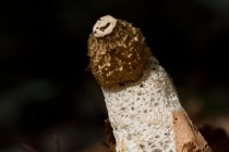 Sromotnik bezwstydny (Phallus impudicus)