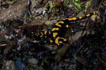 Salamandra plamista (Salamandra salamandra)