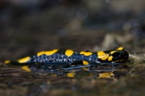 Salamandra plamista (Salamandra salamandra)