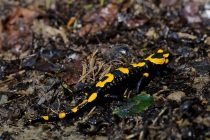 Salamandra plamista (Salamandra salamandra)