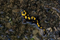 Salamandra plamista (Salamandra salamandra)