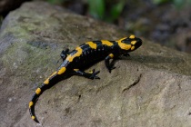 Salamandra plamista (Salamandra salamandra)