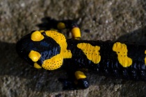 Salamandra plamista (Salamandra salamandra)