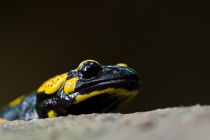 Salamandra plamista (Salamandra salamandra)