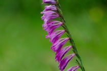 Mieczyk dachówkowaty (Gladiolus imbricatus)