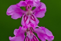 Mieczyk dachówkowaty (Gladiolus imbricatus)