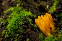 Pięknoróg największy (Calocera viscosa)