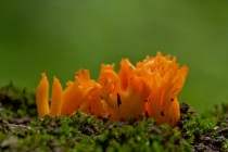 Pięknoróg największy (Calocera viscosa)