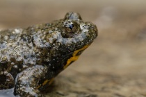 Kumak górski (Bombina variegata)