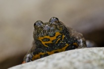 Kumak górski (Bombina variegata)