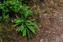 Podrzeń żebrowiec (Blechnum spicant)