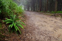 Podrzeń żebrowiec (Blechnum spicant)