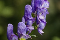 Tojad (Aconitum)