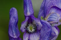 Tojad (Aconitum)