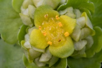 Śledziennica skrętolistna (Chrysosplenium alternifolium L.)