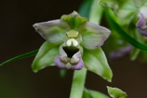 Kruszczyk szerokolistny (Epipactis helleborine)