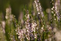 Wrzos zwyczajny (Calluna vulgaris)