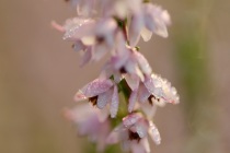 Wrzos zwyczajny (Calluna vulgaris)